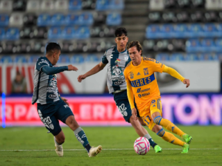 Τίγκρες - Πατσούκα