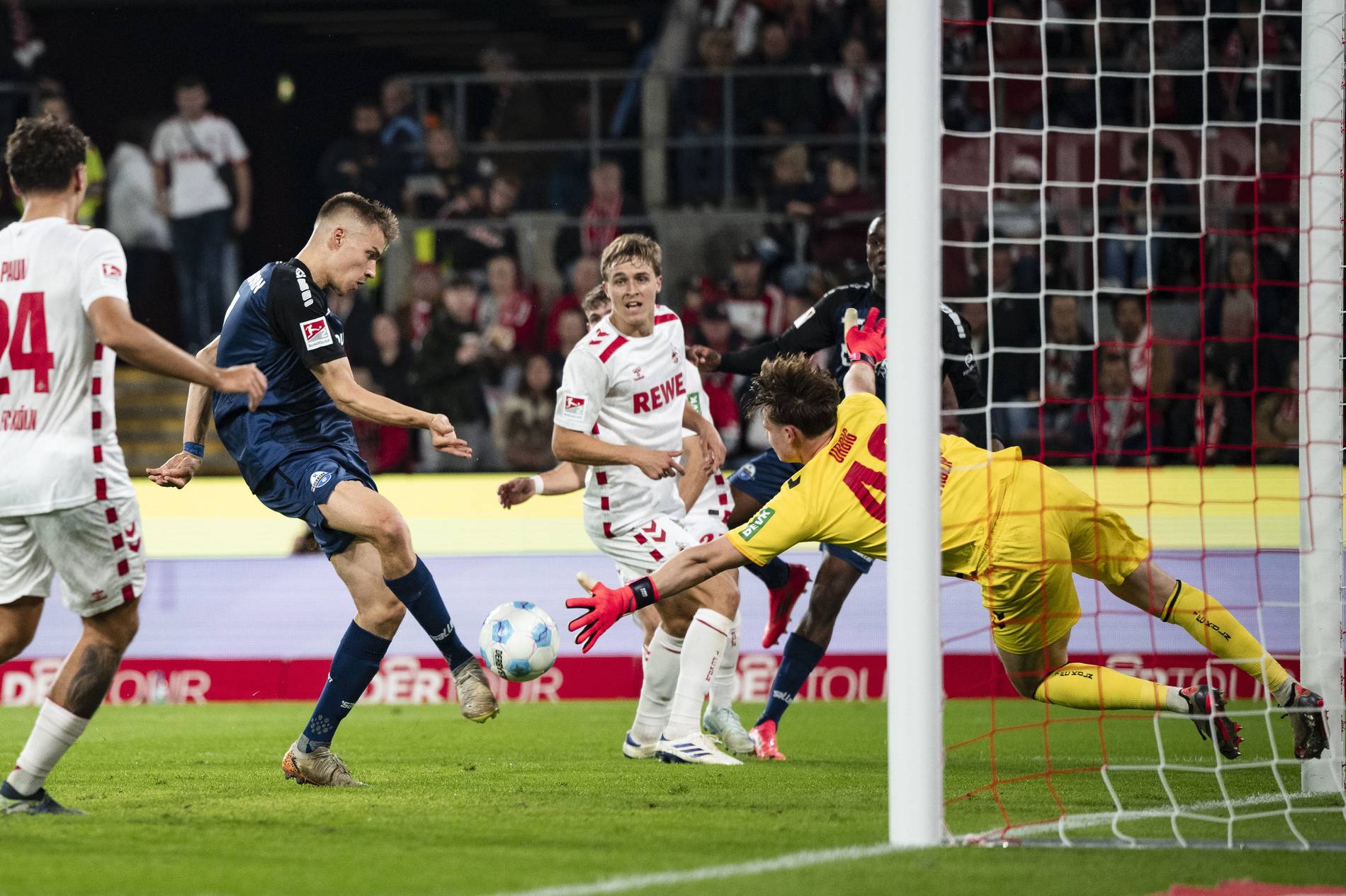 pantermporn-kolonia-290325